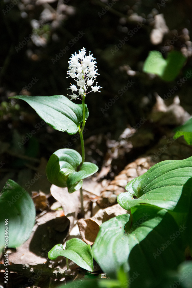 Maiblume, Zweiblättrige Schattenblume (Maianthemum bifolium) Maiblume, Zweiblättrige Schattenblume (Maianthemum bifolium)