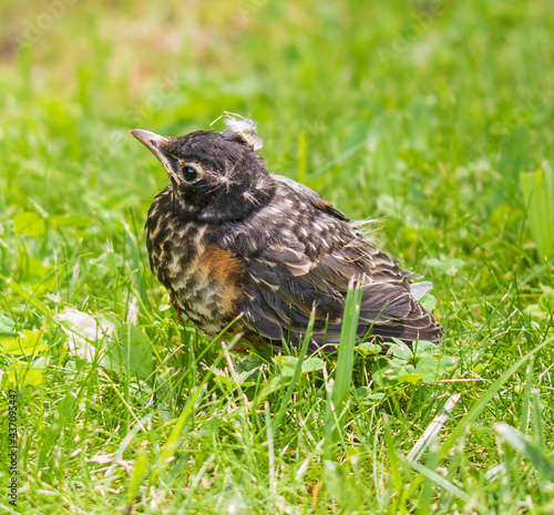 American robin fledgling in green grass
