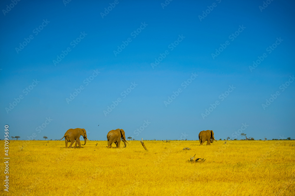 Obraz premium Elephants 
