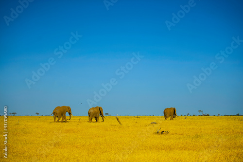 Elephants 