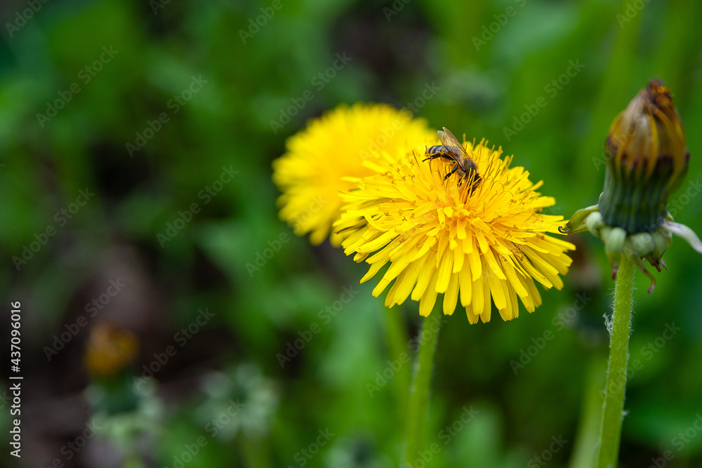 Yellow dandelions on a background of green grass. Bee sits on a young dandelion. Yellow dandelions on a background of green grass. Bee sits on a young dandelion.