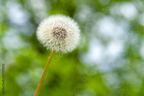 Air dandelion on a blurred background of green grass and branches. White dandelion among the greenery. Selective soft focus.