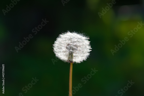 Air dandelion on a blurred background of green grass. White dandelion among the greenery. Selective soft focus.