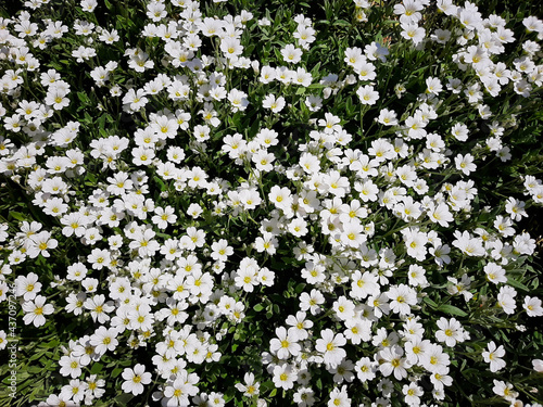 Background of small white flowers