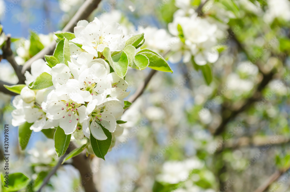 Blooming white pear on a blue sky background wallpaper