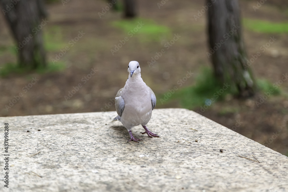 Obraz premium Pigeons on street