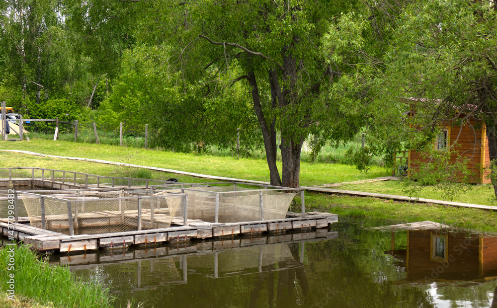 Fishing farm for carp breeding. Fishing farm for carp breeding.