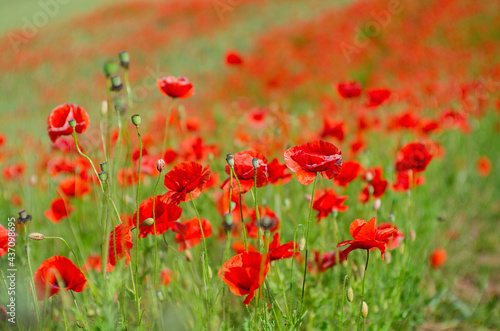 Beautiful field of red poppies. Flowers red poppies bloom in wild meadow. Opium poppy. Natural drugs. Vivid poppy. Scarlet poppy bloom on green fleece stems. Soft focus blur.Remembrance day. Anzac Day