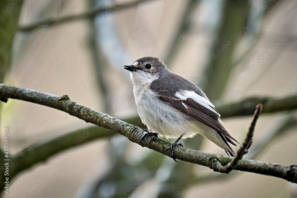 Trauerschnäpper ( Ficedula hypoleuca ). Trauerschnäpper ( Ficedula hypoleuca ).