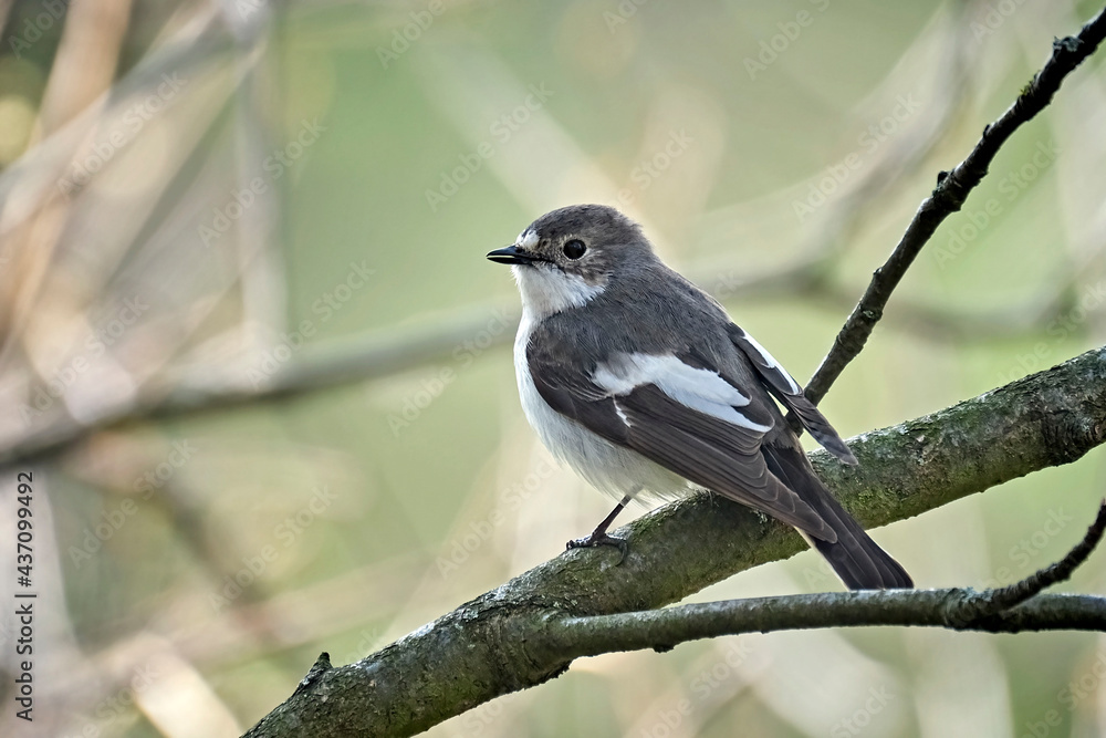 Trauerschnäpper ( Ficedula hypoleuca ). Trauerschnäpper ( Ficedula hypoleuca ).