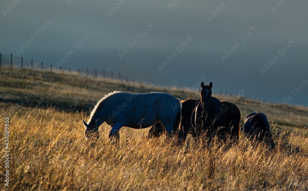 Fototapeta premium Russia. South of Western Siberia, Mountain Altai. Domestic horses graze peacefully in the autumn pasture in the mountain valleys of the Ursul river.