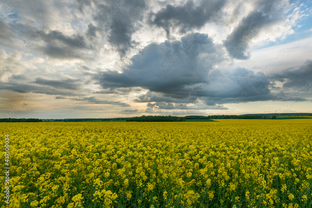 Obraz premium Country way on spring field of yellow flowers, rape.