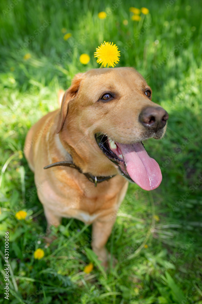 dog breed labrodor with a dandelion on his head. Red dog in green grass
