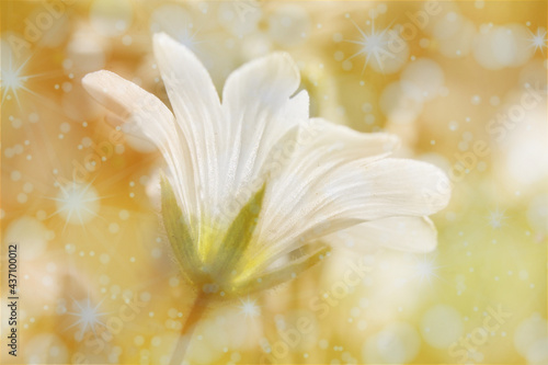 biały, polny kwiat z efektem bokeh