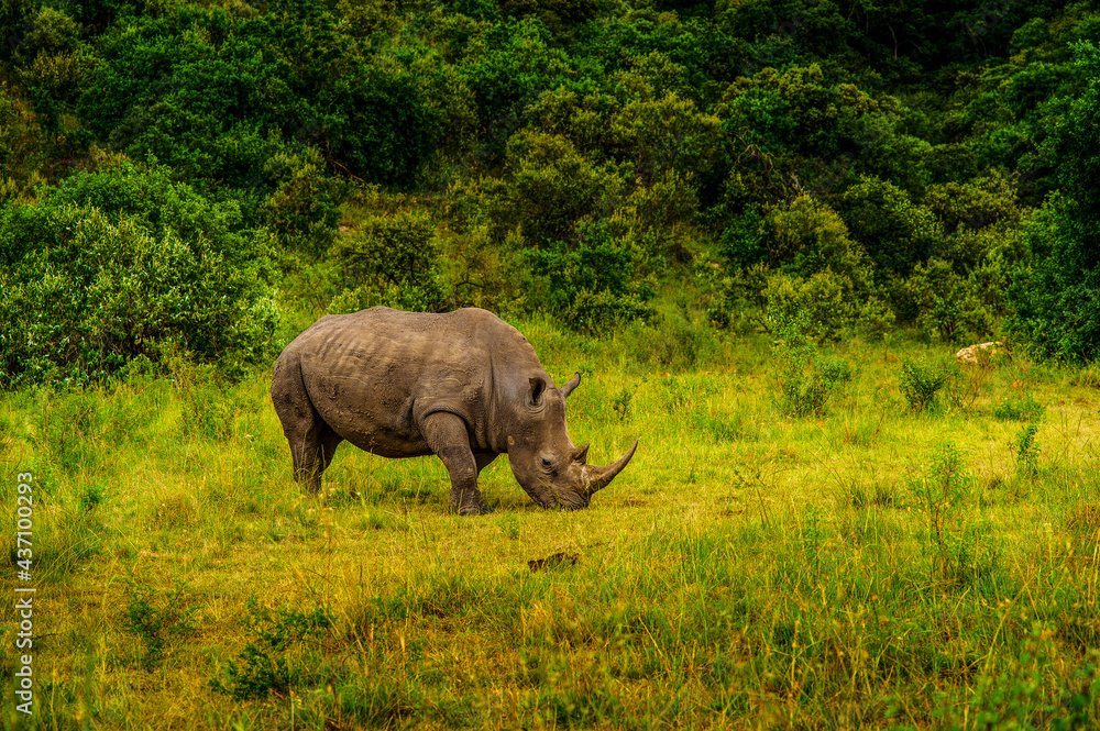 Obraz premium rhino in the wild