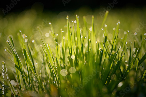 Grass with dew drops on a meadow in the early morning at sunrise