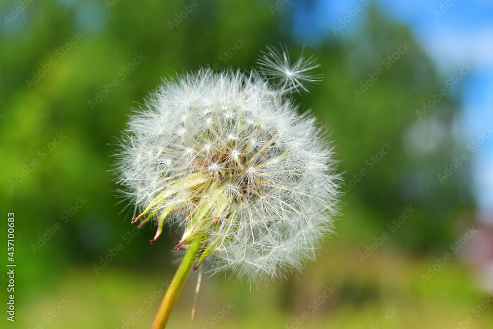 Dandelion seeds on a green field in summer