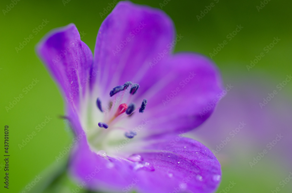Macro close up of a purple flower with shallow depth of field and deep green background