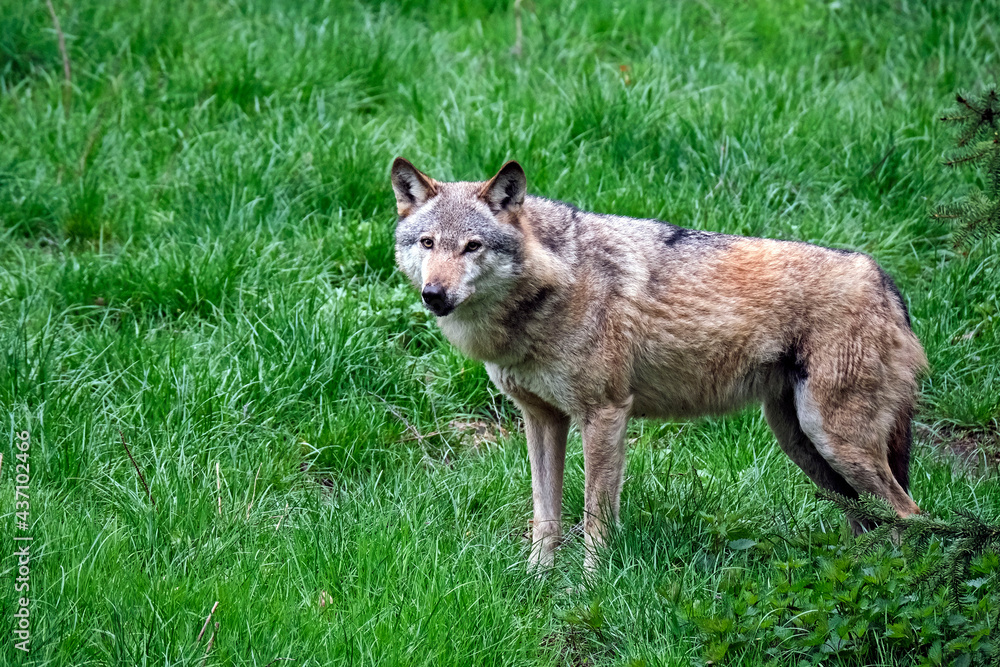 Naklejka premium Europäischer Wolf ( Canis lupus ).