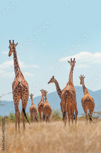 Canvas Print Giraffe