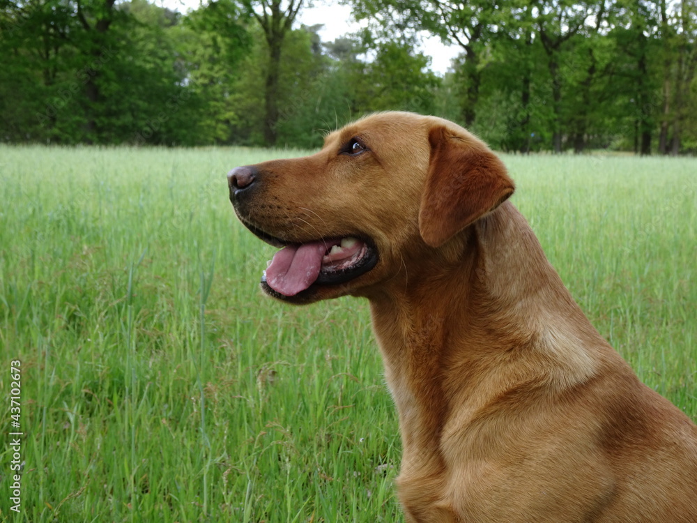 labrador retriever portrait in front of a lawn labrador retriever portrait in front of a lawn