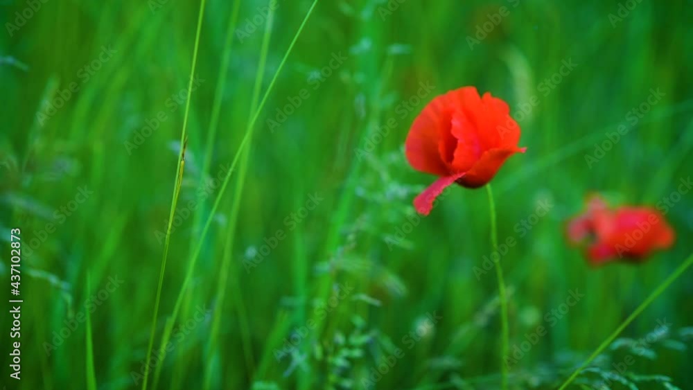 A light summer breeze blows on the red flowers of wild poppy in the field. Bright red poppy petals fly in the wind. Slow-motion. full-hd A light summer breeze blows on the red flowers of wild poppy in the field. Bright red poppy petals fly in the wind. Slow-motion. full-hd
