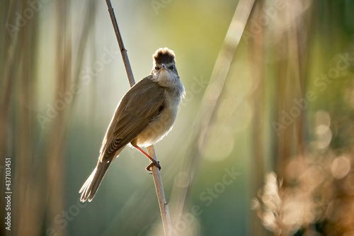 Drosselrohrsänger ( Acrocephalus arundinaceus ). photo