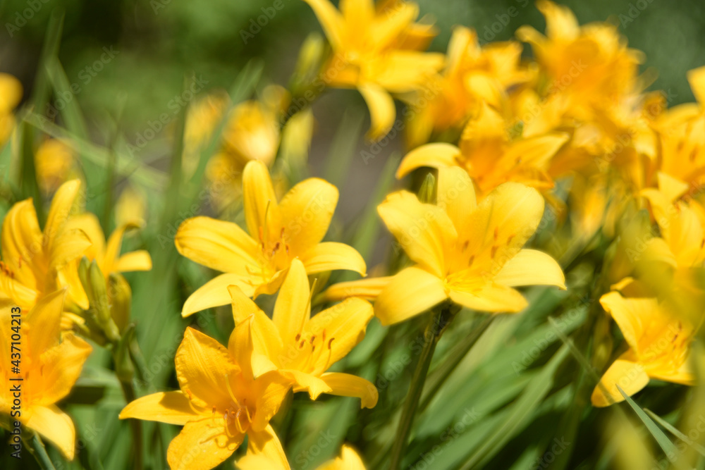 Yellow daylily flowers blurred by bokeh lens