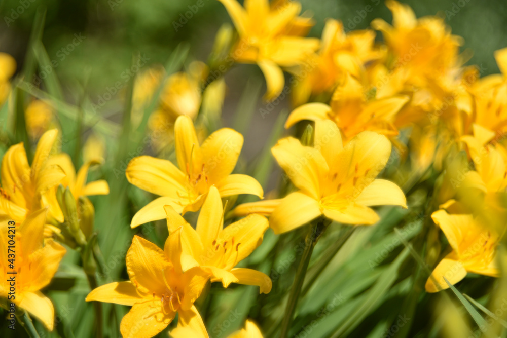 Yellow daylily flowers blurred by bokeh lens Yellow daylily flowers blurred by bokeh lens