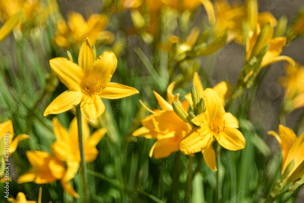 Yellow daylily flowers blurred by bokeh lens