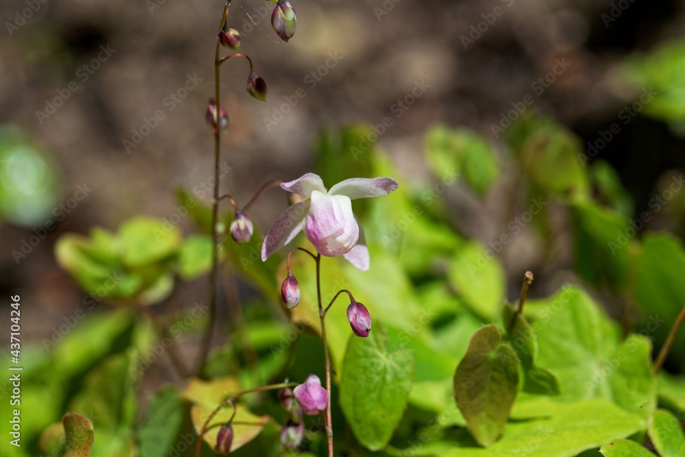 Flower of the barrenwort, Epimedium x youngianum