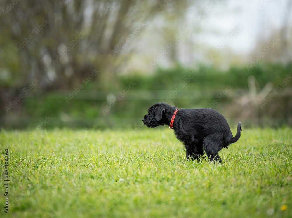 Black miniature schnauzer dog with red collar pooping on lawn, blurry
