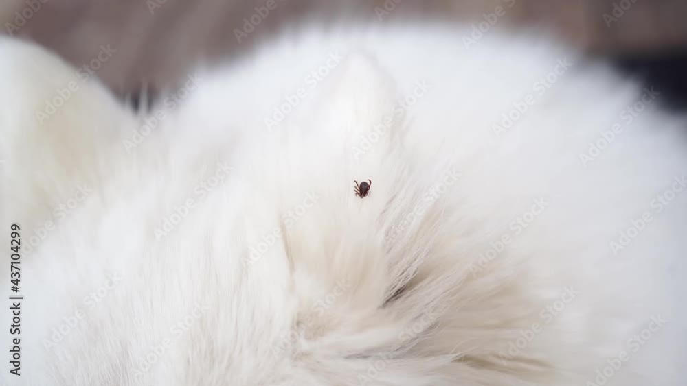 Ticks are dangerous parasites, the problem of dog owners in the warm season. Ticks are dangerous parasites, the problem of dog owners in the warm season.