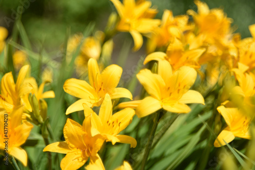 Yellow daylily flowers blurred by bokeh lens