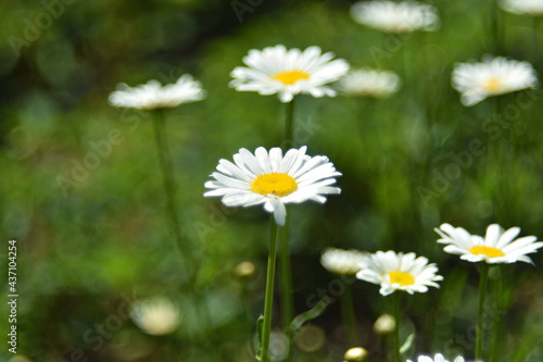 White chamomile flowers in a clearing in the summer afternoon