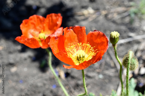 Red poppy flowers close up in the garden