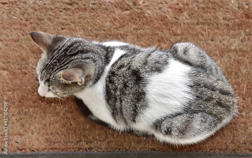 Top down view of the dorsal side of a Pet cat sitting on a coir door mat. View from above.