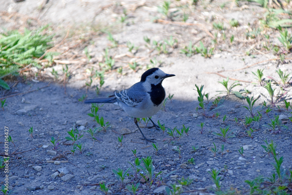 Obraz premium White wagtail chick in the garden close-up