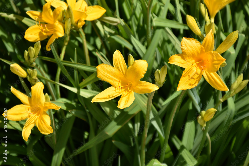 Yellow daylily flowers in the garden close-up Yellow daylily flowers in the garden close-up
