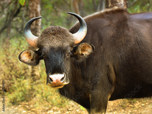 Portrait of a female adult Gaur (Indian bison, Bos gaurus) in its natural habitat photo