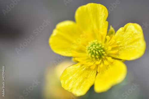 Yellow Buttercup flowers  Latin Ran  nculus  from Latin rana      frog   is a genus of annual or perennial herbaceous plants in the Buttercup family  Ranunculaceae .