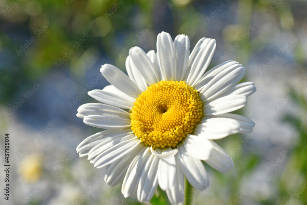 White daisy shot close up in the afternoon White daisy shot close up in the afternoon