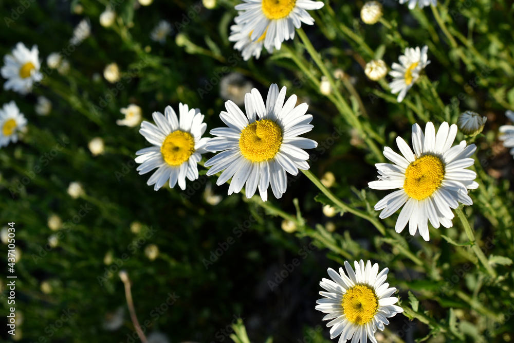 Fototapeta premium White chamomile flowers in a clearing in the summer afternoon