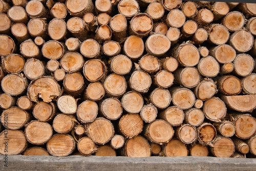 legname impilato da ardere bosco tronchi catasta photo