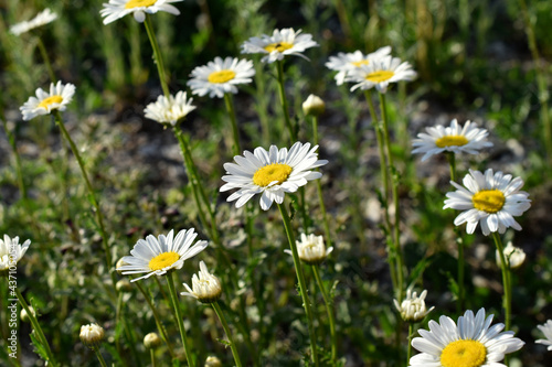 White chamomile flowers in a clearing in the summer afternoon