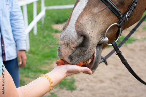 Close up view of woman hand stretched out to horse muzzle for feeding.
