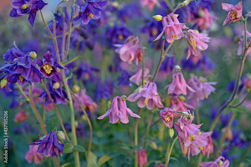 The plant aquilegia  Latin Aquilegia   or catchment  or orlik  belongs to the genus of herbaceous perennials of the family Buttercup.