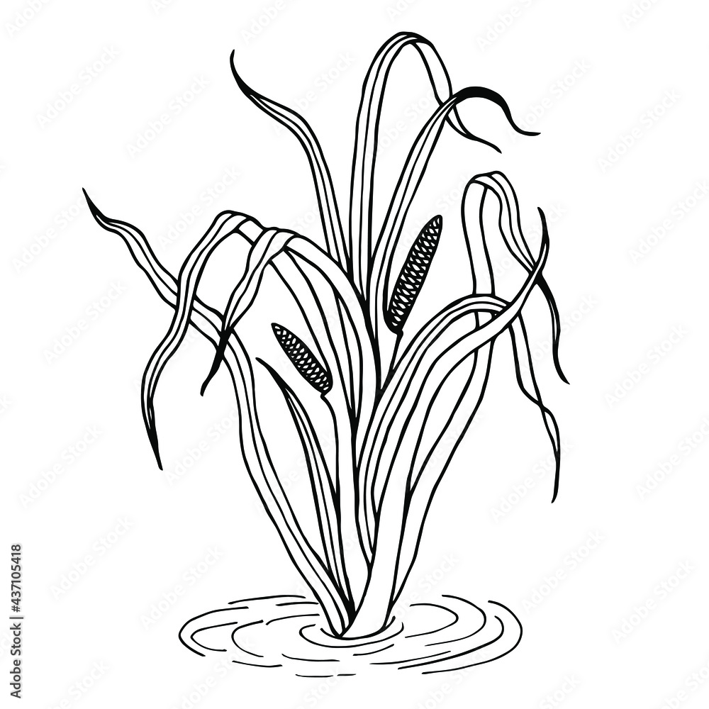 Plant Common Calamus, Tatar Potion. Vector stock illustration eps10. Outline, Isolate on a white background. 