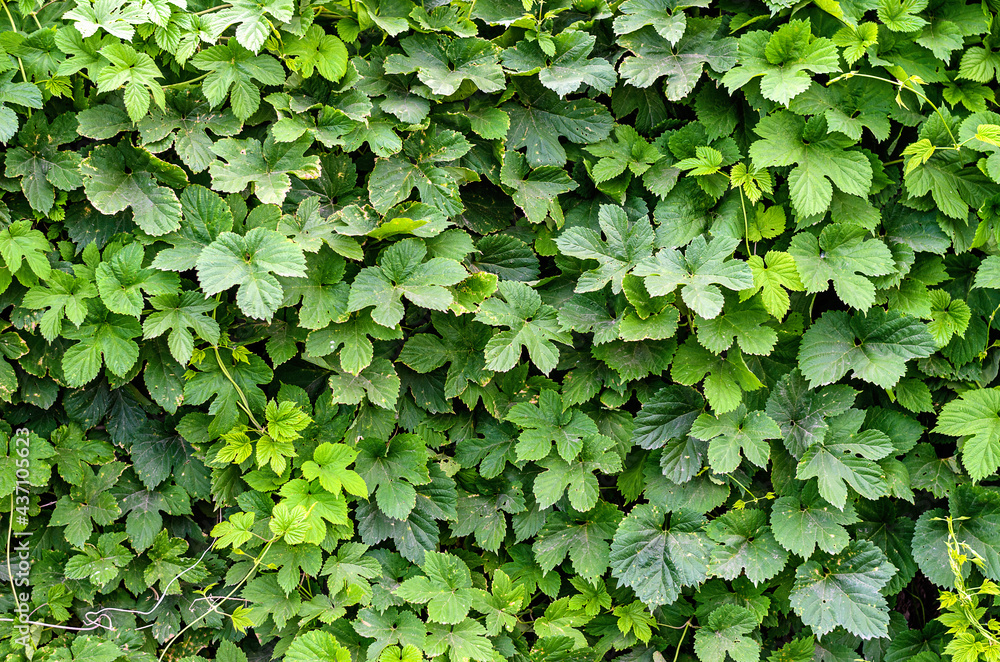 green leaves of a bush with a wall of a plant green leaves of a bush with a wall of a plant