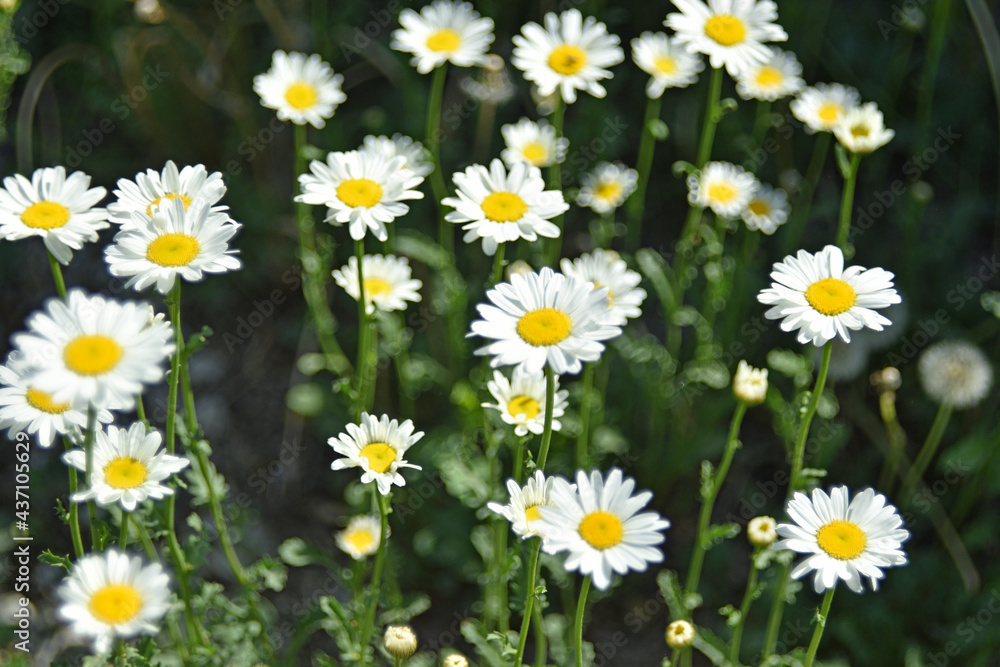 White chamomile flowers in a clearing in the summer afternoon White chamomile flowers in a clearing in the summer afternoon